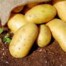 В Красноярском крае на уборку картофеля вышел уникальный комбайн